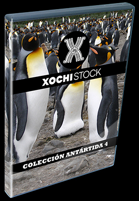 XochiStock® | World Traveler Images™ | Colección Antártida 4