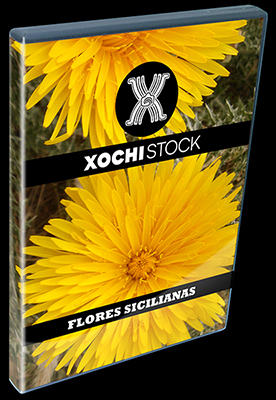 XochiStock® | World Traveler Images™ | Flores Sicilianas