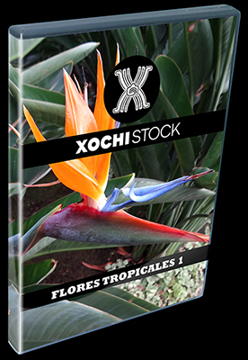 XochiStock® | World Traveler Images™ | Flores Tropicales 1