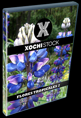 XochiStock® | World Traveler Images™ | Flores Tropicales 2