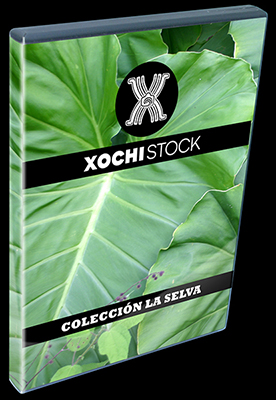 XochiStock® | World Traveler Images™ | Colección La Selva